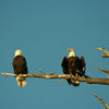 Bald Eagles in Tree.