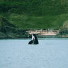Activities Sea kayaking Orca spy hopping